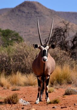 Image of Gemsbok