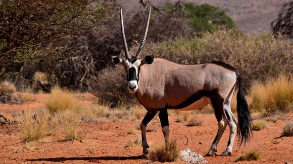 Image of Gemsbok