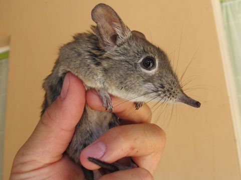 Image of Cape Elephant Shrew