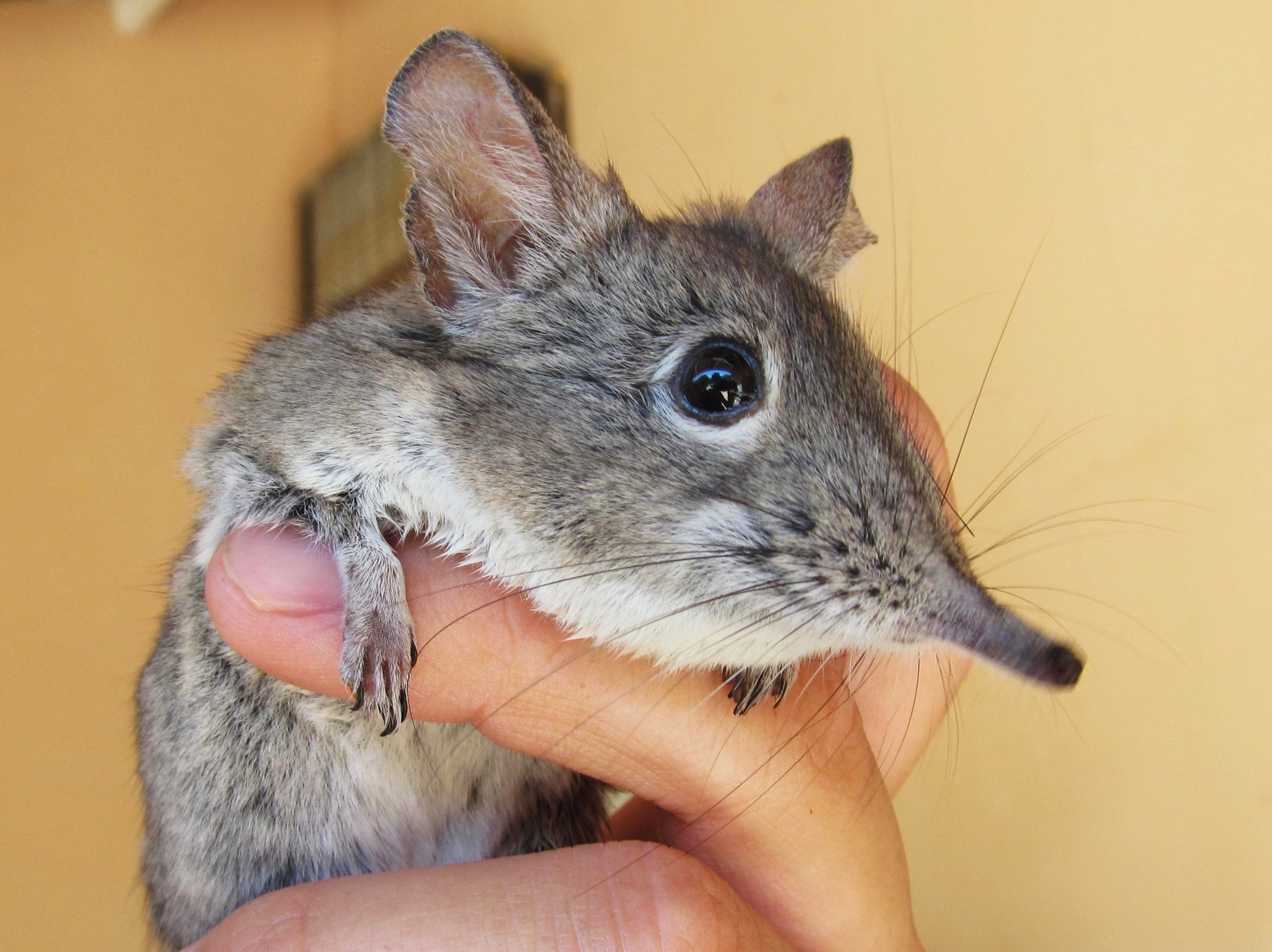 Image of Cape Elephant Shrew