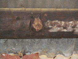 Image of horseshoe bats