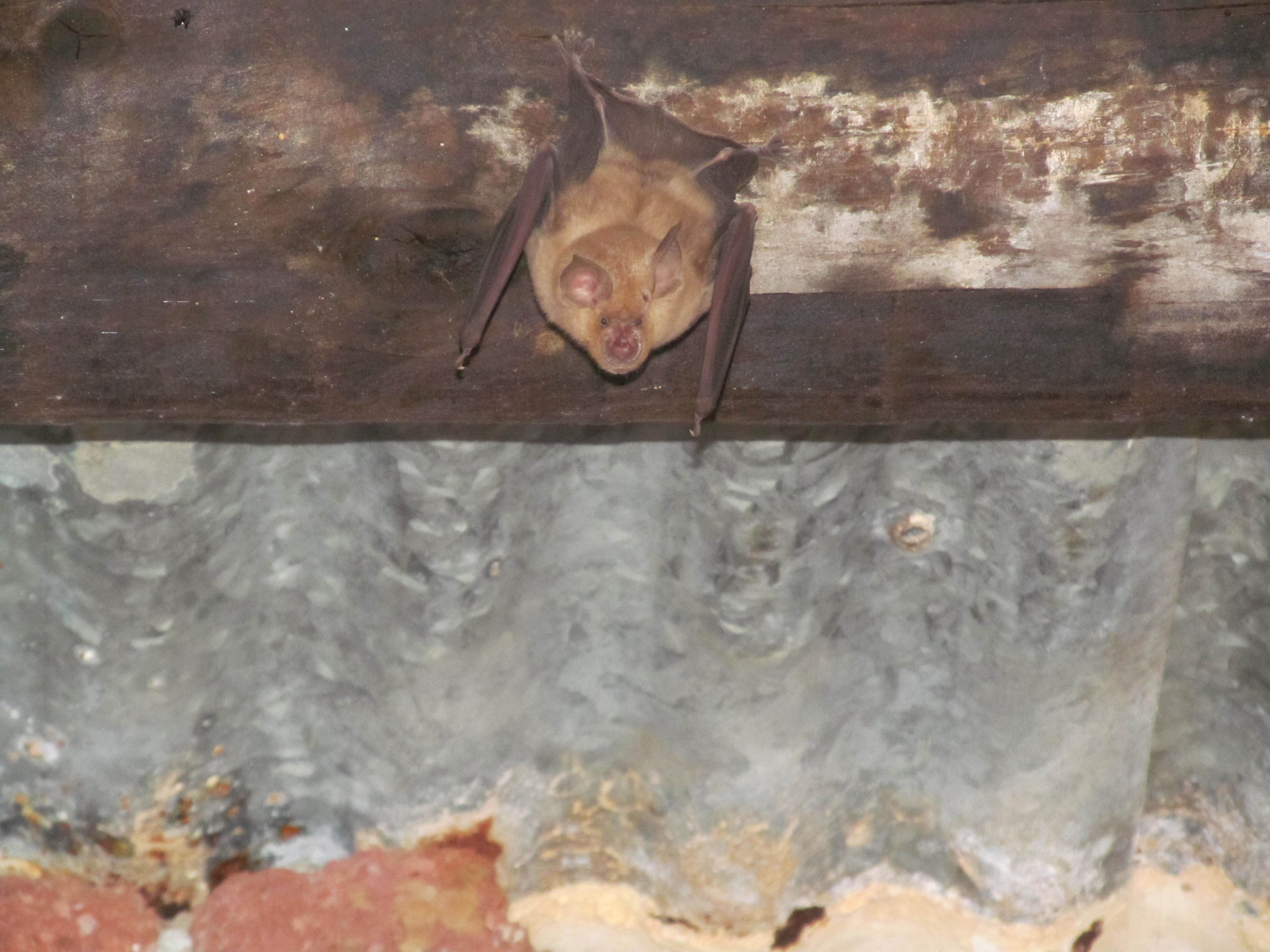 Image of horseshoe bats
