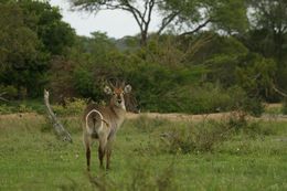 Image of Ellipsen Waterbuck