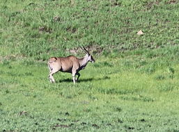 Image of Eland