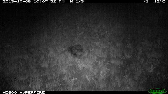 Image of African Porcupine