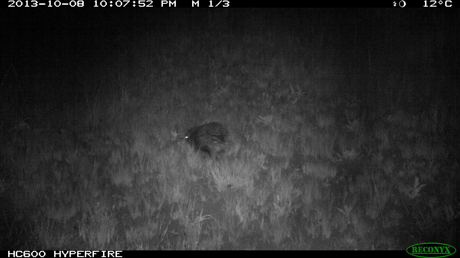 Image of African Porcupine