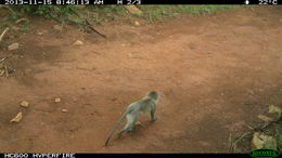 Image of Vervet Monkey