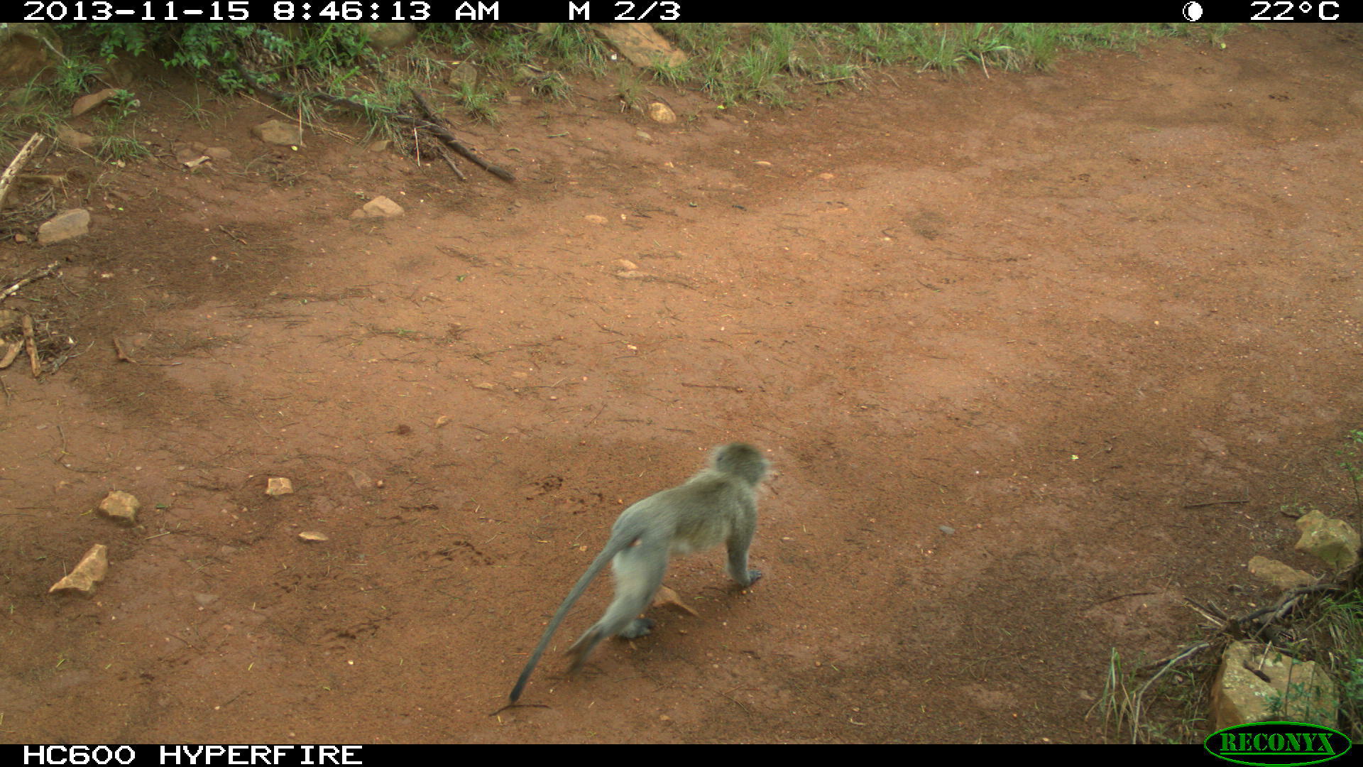 Image of Vervet Monkey