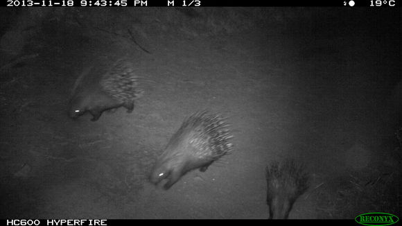 Image of African Porcupine