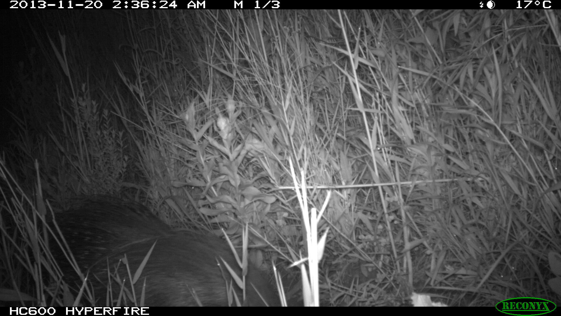 Image of African Porcupine