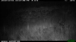 Image of African Porcupine