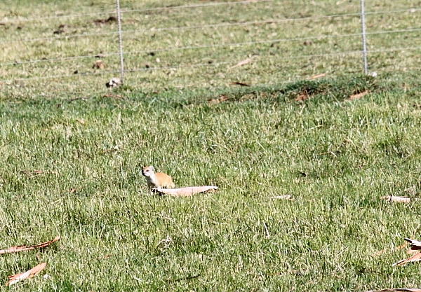 Image of Yellow Mongoose