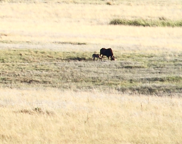 Image of Black Wildebeest