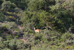 Image of Eland