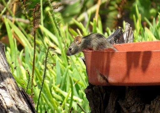 Image of Four-striped Grass Mouse