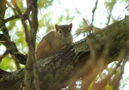 Image of Smith's Bush Squirrel