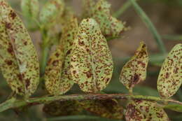 Image of Uromyces viciae-fabae (Pers.) J. Schröt. 1875