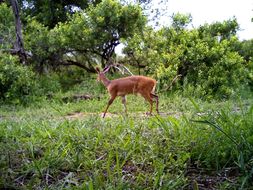 Image of Bushbuck