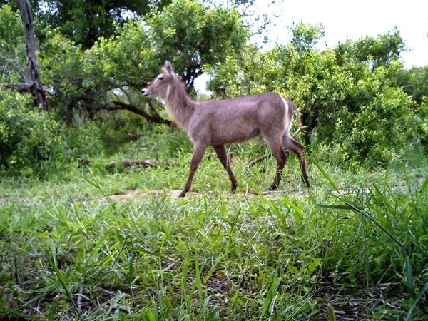 Image of Ellipsen Waterbuck