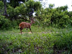 Image of Bushbuck