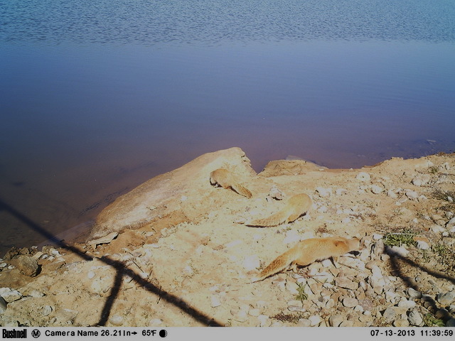 Image of Yellow Mongoose