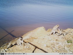 Image of Vervet Monkey