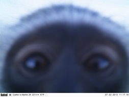 Image of Vervet Monkey