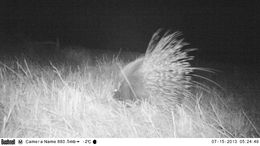 Image of African Porcupine