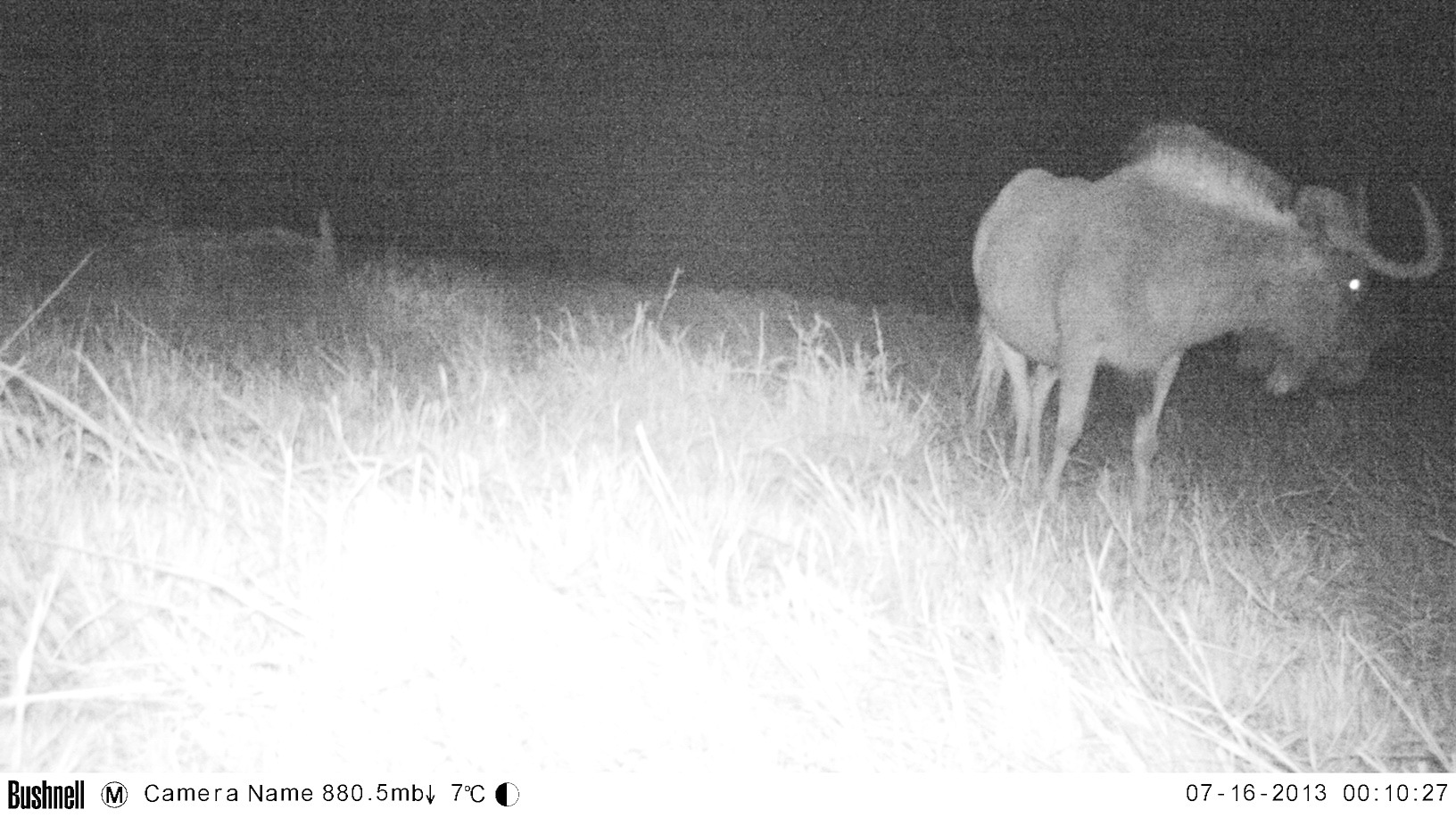 Image of Black Wildebeest