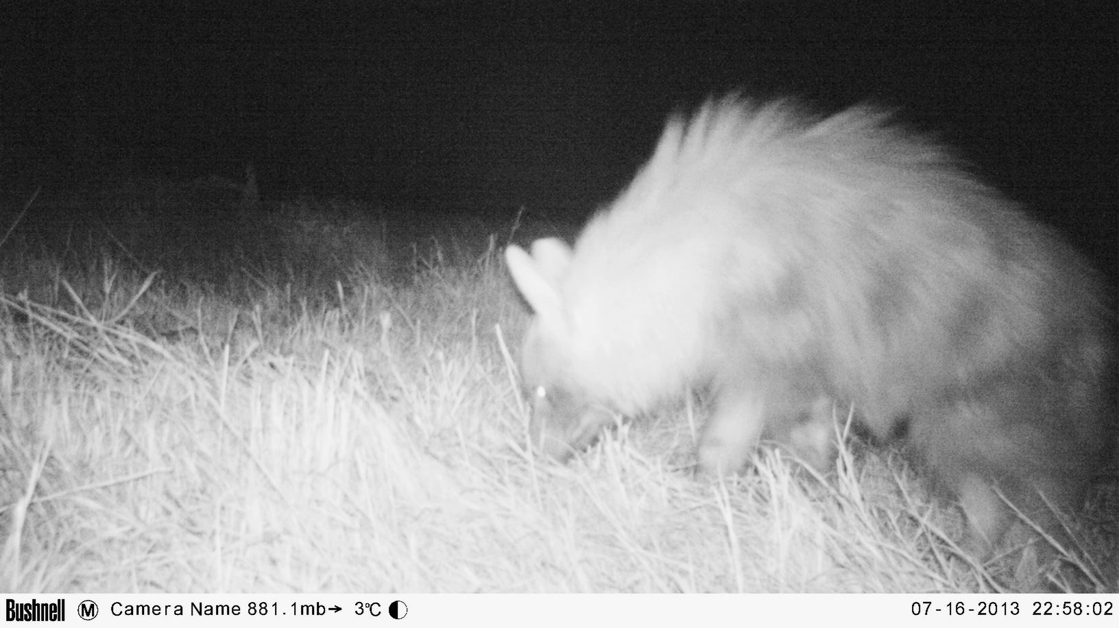 Image of Brown Hyena -- Brown Hyaena