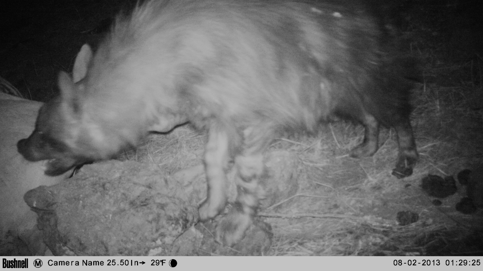 Image of Brown Hyena -- Brown Hyaena