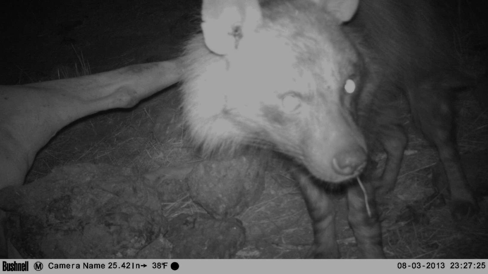 Image of Brown Hyena -- Brown Hyaena