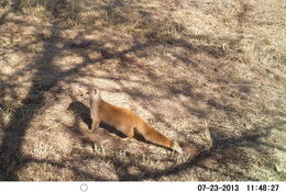 Image of Yellow Mongoose