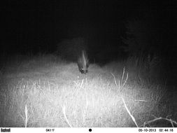 Image of African Porcupine