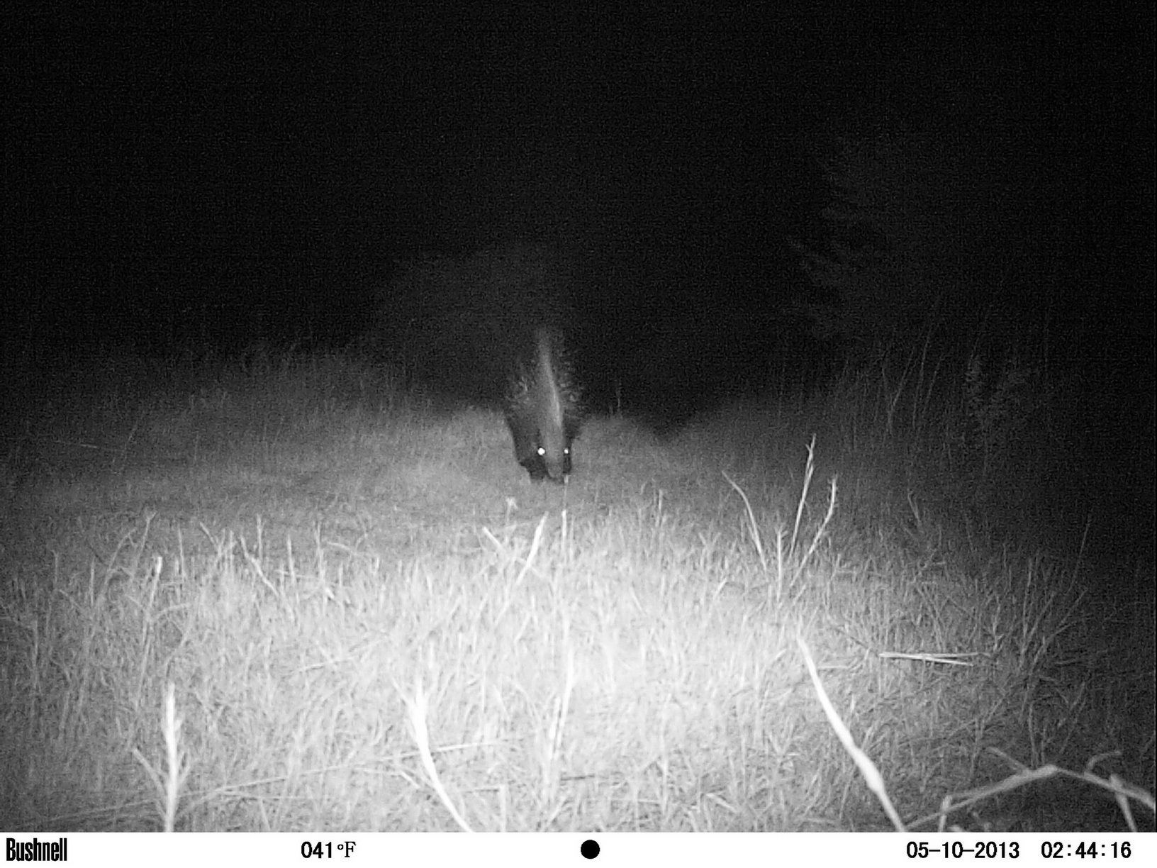 Image of African Porcupine