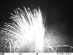 Image of African Porcupine