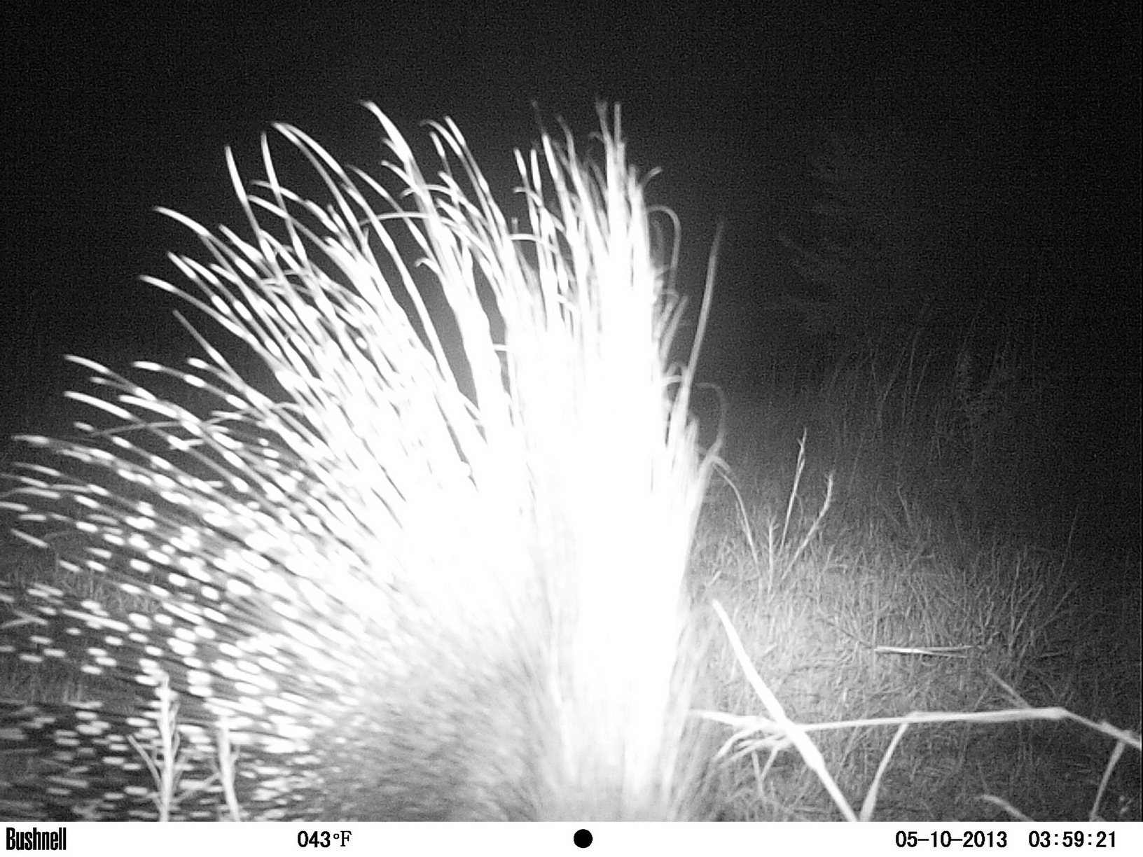 Image of African Porcupine