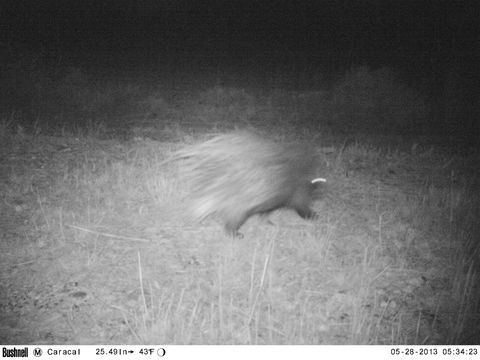 Image of African Porcupine