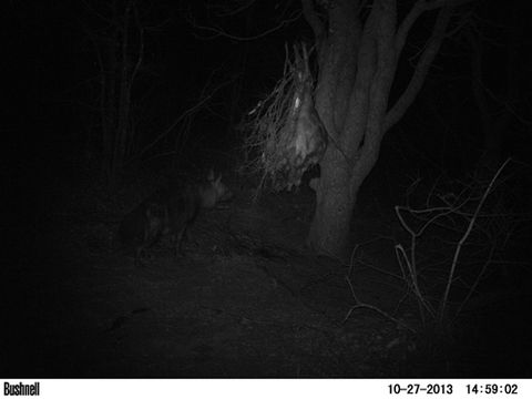 Image of Brown Hyena -- Brown Hyaena