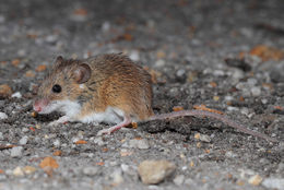 Image of Pygmy Mouse