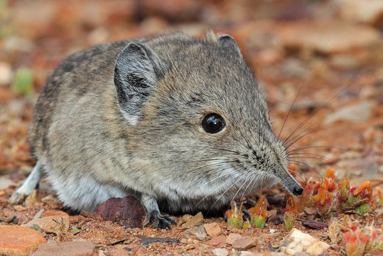 Image of Round-eared Sengi