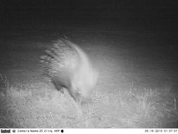 Image of African Porcupine