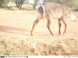 Image of Ellipsen Waterbuck