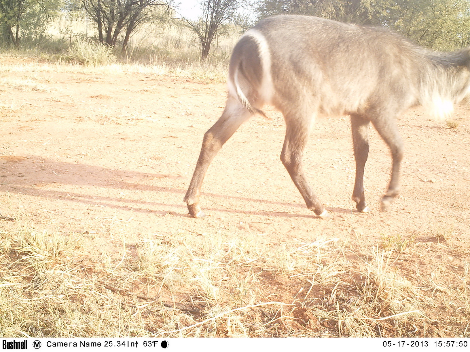 Image of Ellipsen Waterbuck