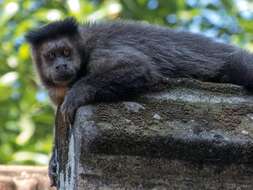 Image of Black Capuchin