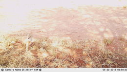 Image of Yellow Mongoose