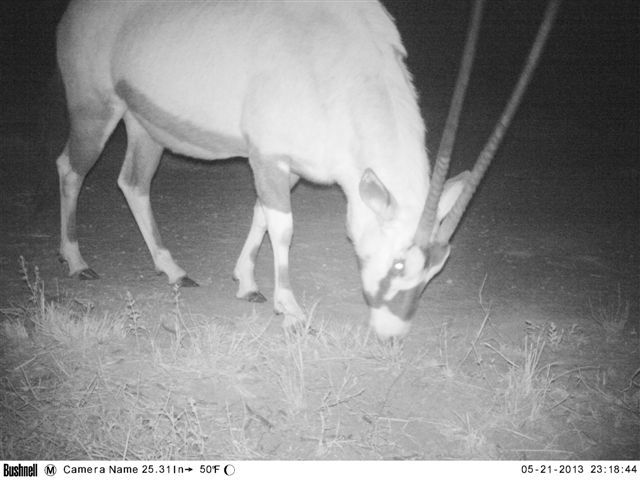 Image of Gemsbok