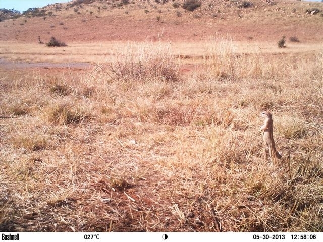 Image of Cape Ground Squirrel