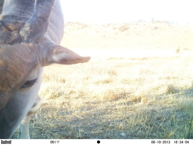 Image of Eland