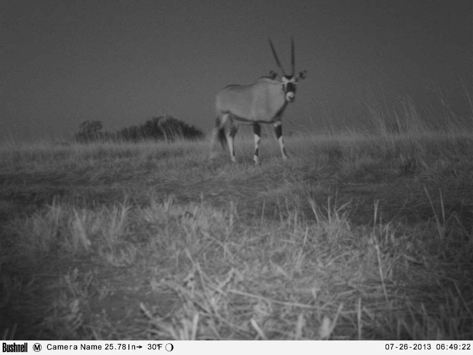 Image of Gemsbok